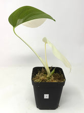 Load image into Gallery viewer, Monstera Deliciosa Albo Variegated J