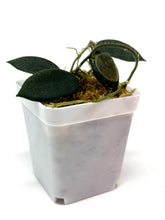 Load image into Gallery viewer, Hoya Thomsonii