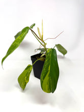 Load image into Gallery viewer, Philodendron Florida Beauty A