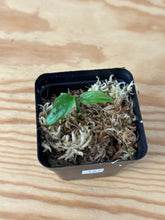 Load image into Gallery viewer, 157. Monstera Obliqua