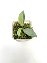 Load image into Gallery viewer, Hoya Wilbur Graves Silver F