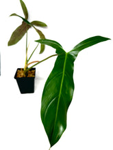 Load image into Gallery viewer, Philodendron Mexicanum