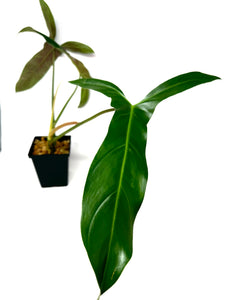 Philodendron Mexicanum