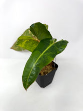 Load image into Gallery viewer, Philodendron Billietiae Variegated C