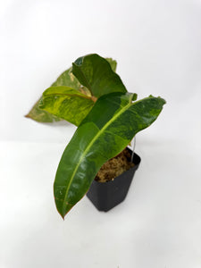 Philodendron Billietiae Variegated C