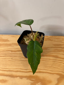 142. Philodendron Mayoi