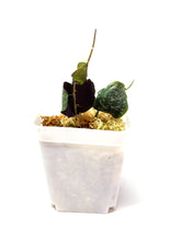 Load image into Gallery viewer, Hoya Imbricata
