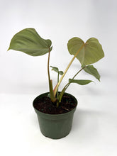 Load image into Gallery viewer, Philodendron Gloriosum