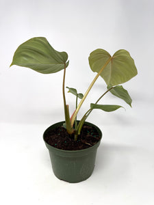 Philodendron Gloriosum