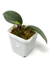 Load image into Gallery viewer, Hoya Carnosa ‘Argentea Princess’ B