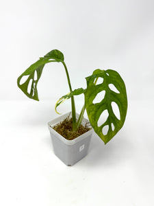 Monstera Adansonii Variegated J