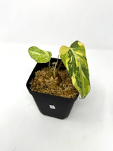 Load image into Gallery viewer, Philodendron Gloriosum Variegated E
