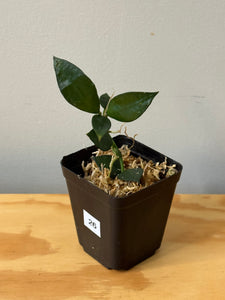 26. Hoya Lacunosa