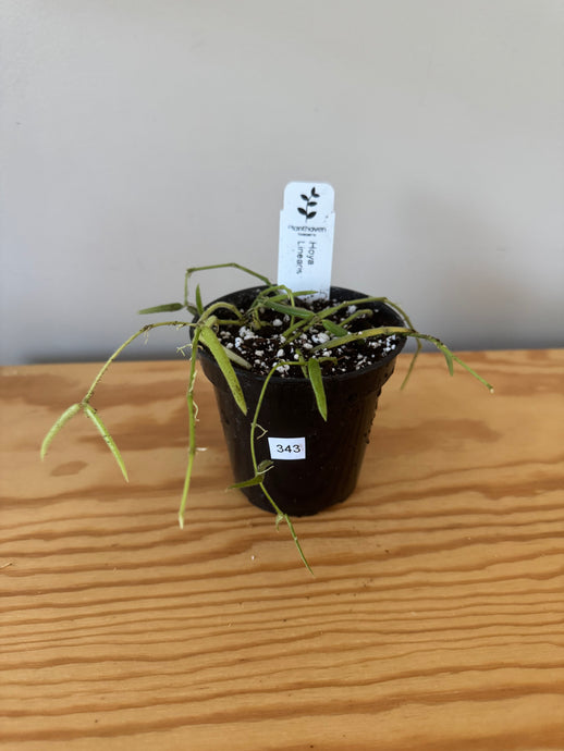 343. Hoya Linearis