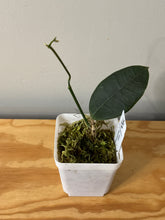 Load image into Gallery viewer, 55. Hoya Hamiltoniorum