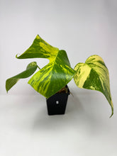 Load image into Gallery viewer, Monstera Deliciosa Aurea Variegated A
