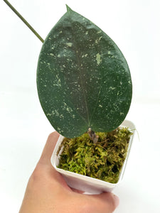 Hoya Glabra Silver A