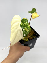 Load image into Gallery viewer, Philodendron Gloriosum Variegated B