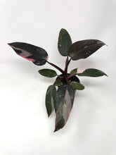 Load image into Gallery viewer, Philodendron Pink Princess
