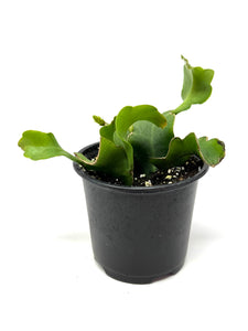 Epiphyllum Guatemalense ‘Monstrosa’ ‘Orchid Cactus’ (Ships within Canada only)