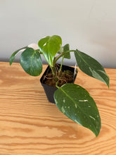 Load image into Gallery viewer, 270. Philodendron White Princess