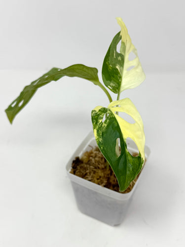 Monstera Adansonii Variegated C