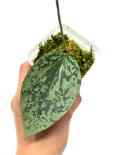 Load image into Gallery viewer, Hoya Glabra Silver D