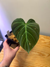 Load image into Gallery viewer, 177. Philodendron El Choco Red