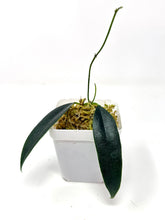 Load image into Gallery viewer, Hoya Greenii
