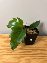 Load image into Gallery viewer, 73. Philodendron Mayoi