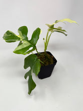 Load image into Gallery viewer, Rhaphidophora Tetrasperma Variegated