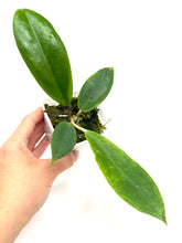 Load image into Gallery viewer, Hoya Vorapol