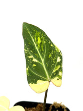 Load image into Gallery viewer, Philodendron Gloriosum Variegated F