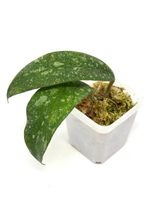 Hoya Polypus Splash