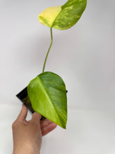 Load image into Gallery viewer, Monstera Deliciosa Aurea Variegated G