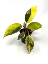 Load image into Gallery viewer, Philodendron Red Congo Variegated