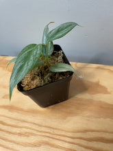 Load image into Gallery viewer, 211. Philodendron Sodiroi Ornatum
