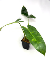 Load image into Gallery viewer, Philodendron Buono (Large)
