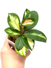 Load image into Gallery viewer, Hoya Carnosa ‘Krimson Princess’ (Small)