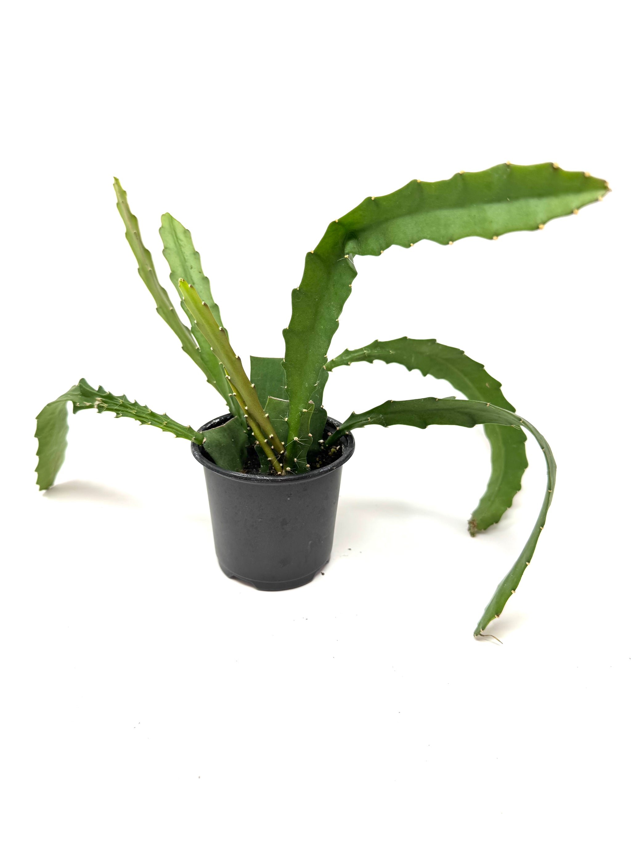 glass cactus Glass Cactus Tall Minnie 377 main image 0