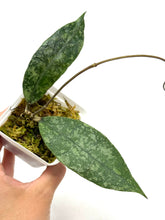 Load image into Gallery viewer, Hoya Lambii Silver C