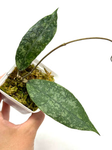 Hoya Lambii Silver C