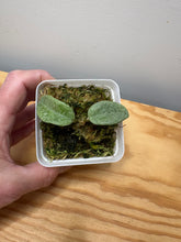 Load image into Gallery viewer, 1. Hoya Carnosa ‘Grey Ghost’