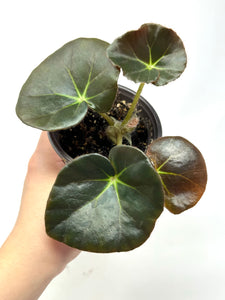 Begonia Beefsteak