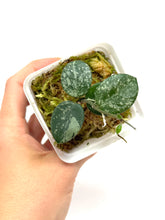 Load image into Gallery viewer, Hoya Mathilde Splash