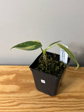 Load image into Gallery viewer, 85. Philodendron Bipennifolium Variegated