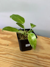 Load image into Gallery viewer, 126. Philodendron Giganteum Blizzard