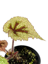 Load image into Gallery viewer, Begonia Masoniana &#39;Tricolor&#39;
