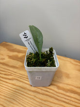 Load image into Gallery viewer, 13. Hoya Nicolsoniae New Guinea Ghost