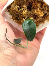 Load image into Gallery viewer, Hoya Thomsonii